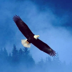 Socialist_Eagle